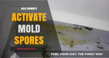 Humidity's Role in Activating Mold Spores: What You Need to Know