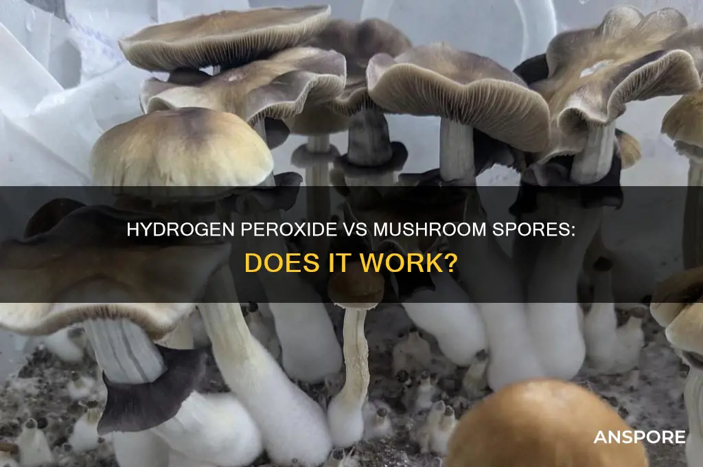 does hydrogen peroxide kill mushroom spores