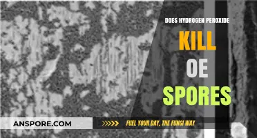 Hydrogen Peroxide's Effectiveness Against OE Spores: What You Need to Know