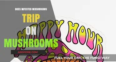 Infected Mushroom's Trip: Do They Take Shrooms?