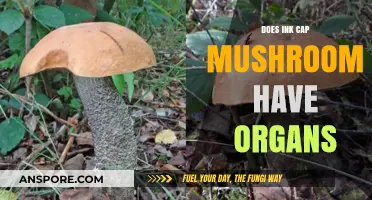 Ink Cap Mushrooms: Complex Organ Systems Explored