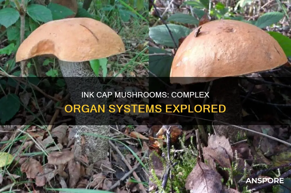 does ink cap mushroom have organs