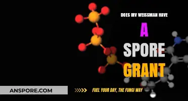 Exploring Irv Weissman's Research: Spore Grant Funding and Breakthroughs