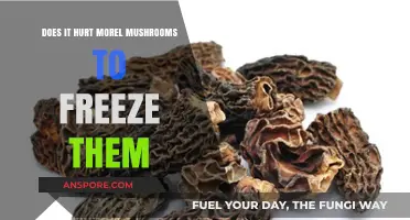 Freezing Morel Mushrooms: Does It Cause Harm or Preserve Flavor?
