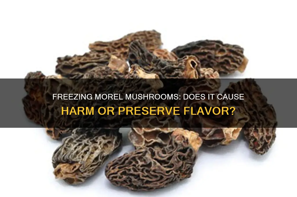 does it hurt morel mushrooms to freeze them