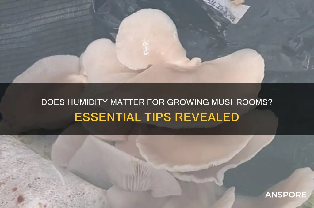 does it need to be humid for grow mushrooms