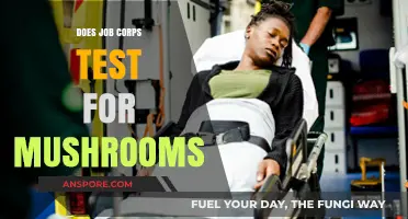 Job Corps and Drug Testing: What You Need to Know