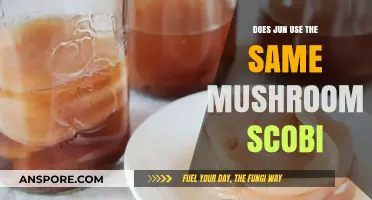Does Jun Use the Same Mushroom SCOBY as Kombucha?