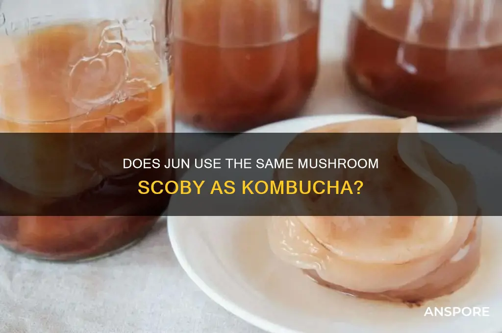 does jun use the same mushroom scobi