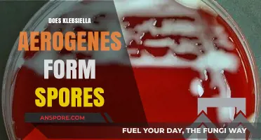 Klebsiella Aerogenes: Understanding Its Sporulation Capabilities and Implications