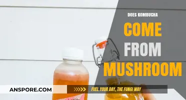 Kombucha and Mushroom: What's the Real Link?