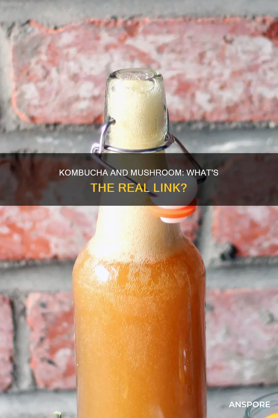 does kombucha come from mushrooms