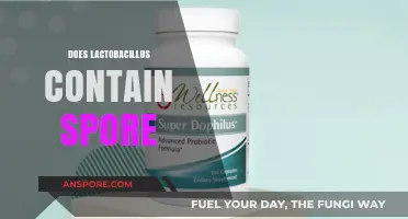 Does Lactobacillus Contain Spores? Unraveling the Probiotic Mystery