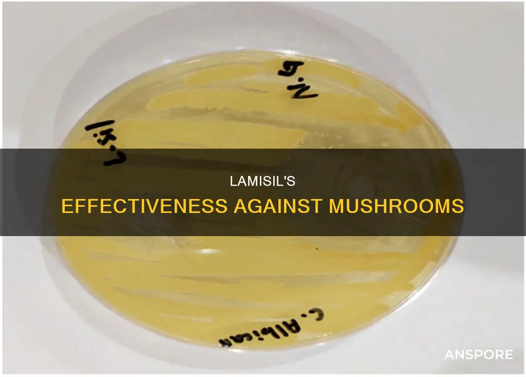 does lamisil kill mushrooms
