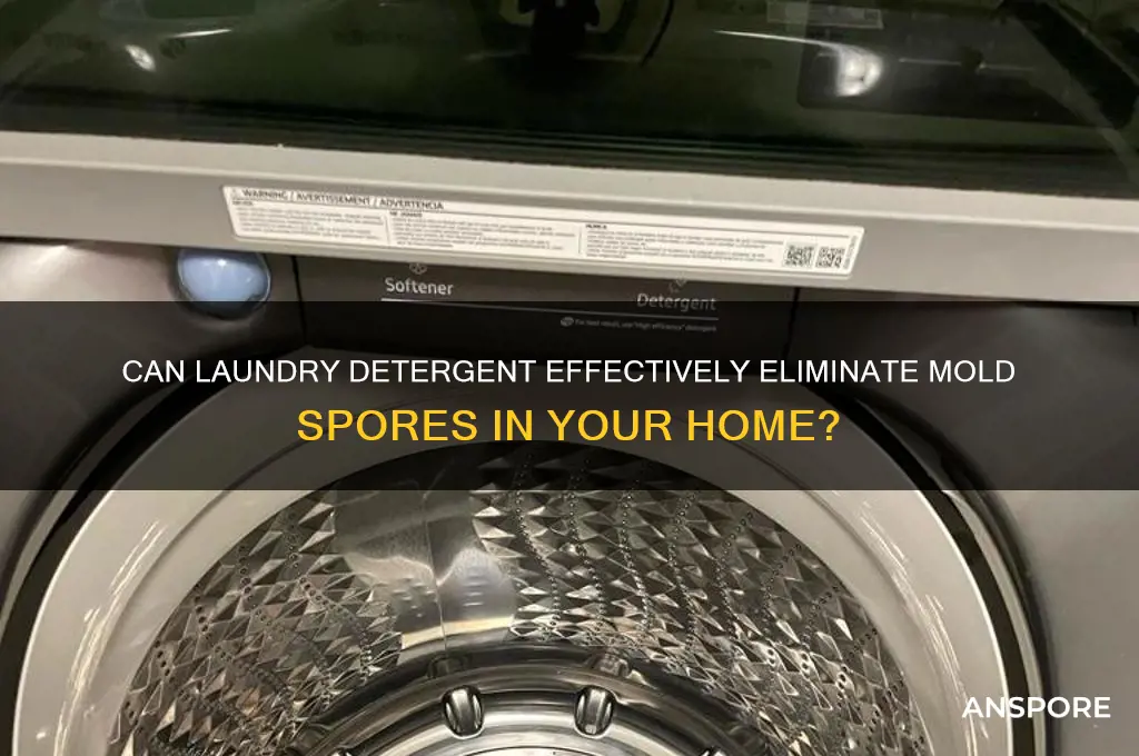 does laundry detergent kill mold spores