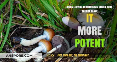 Does Sublingual Mushroom Consumption Enhance Potency? Exploring the Myth