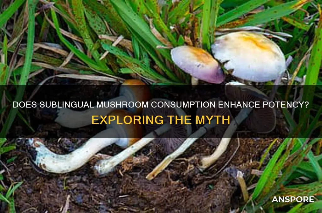 does leaving mushrooms under your tounge make it more potent