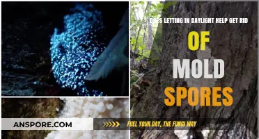Daylight's Role in Eliminating Mold Spores: Fact or Fiction?