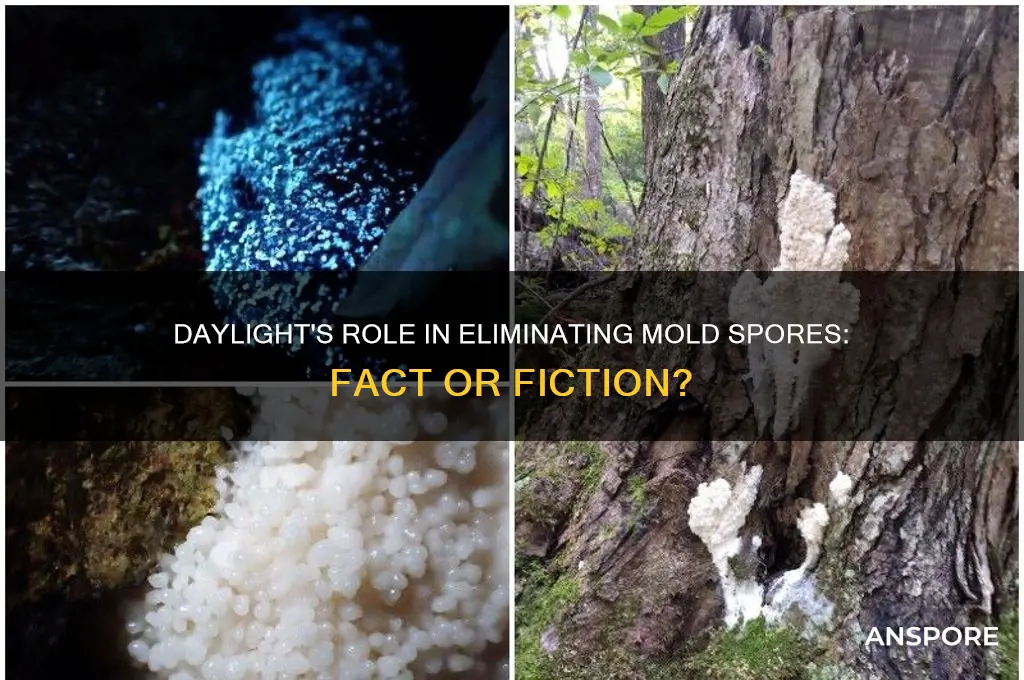 does letting in daylight help get rid of mold spores