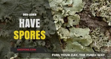 Do Lichens Have Spores? Unveiling Their Unique Reproduction Methods