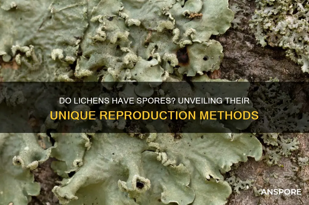 does lichen have spores