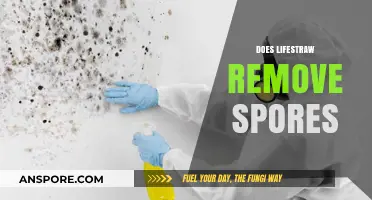 Does LifeStraw Remove Spores? A Comprehensive Water Filter Analysis