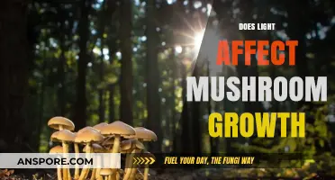 Mushroom Growth: Impact of Light Exposure