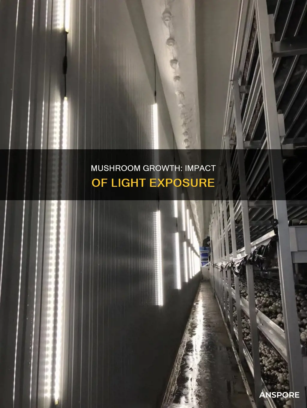 does light affect mushroom growth
