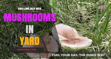 Lime Solution for Yard Mushrooms