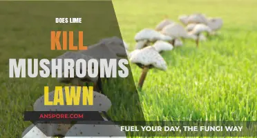 Lime Treatment: Killing Lawn Mushrooms