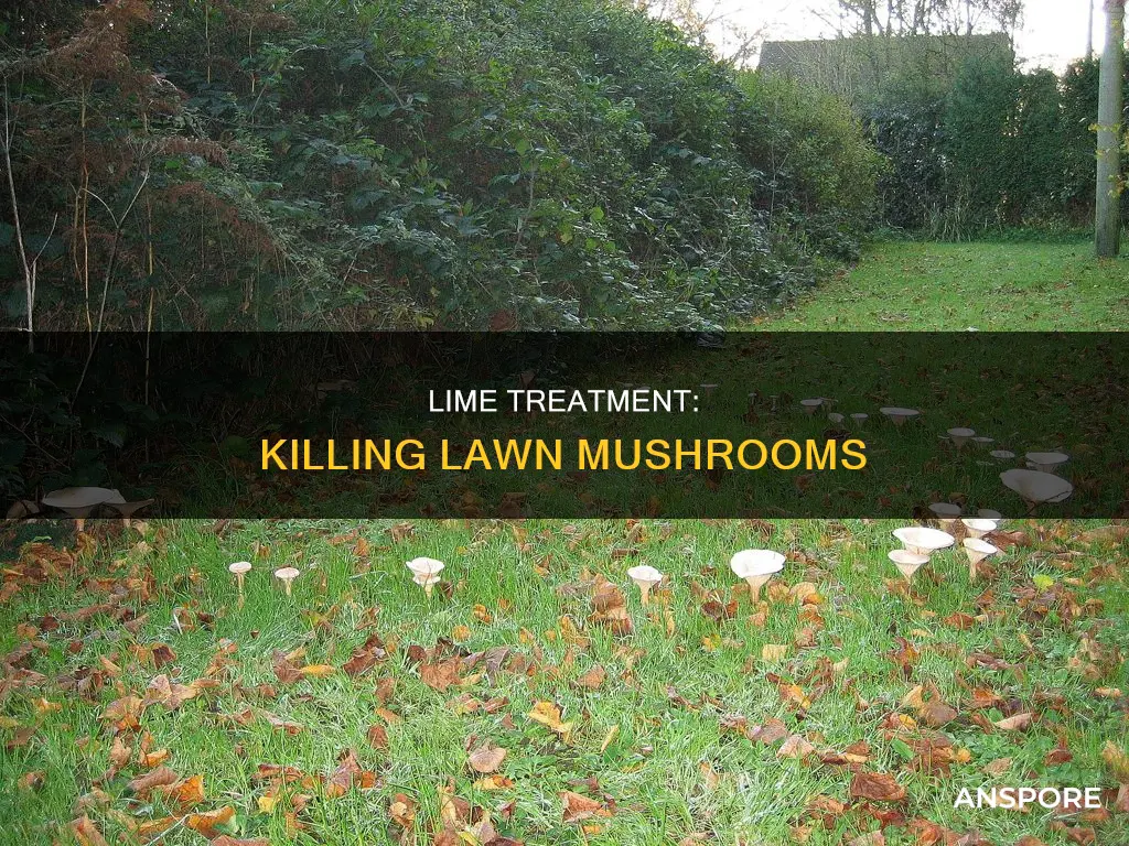 does lime kill mushrooms lawn