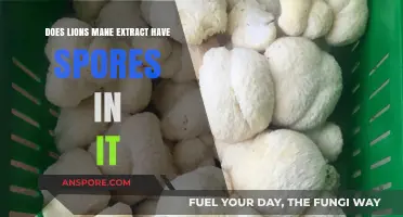 Does Lion's Mane Extract Contain Spores? Uncovering the Truth