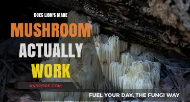 Lion's Mane Mushrooms: Effective Brain Booster or Myth?