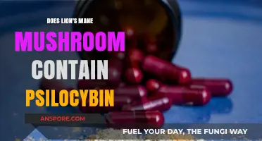 Lion's Mane Mushrooms: Do They Contain Psilocybin?