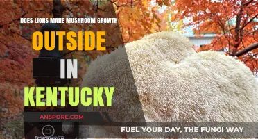 Lion's Mane Mushroom: Can It Grow in Kentucky?