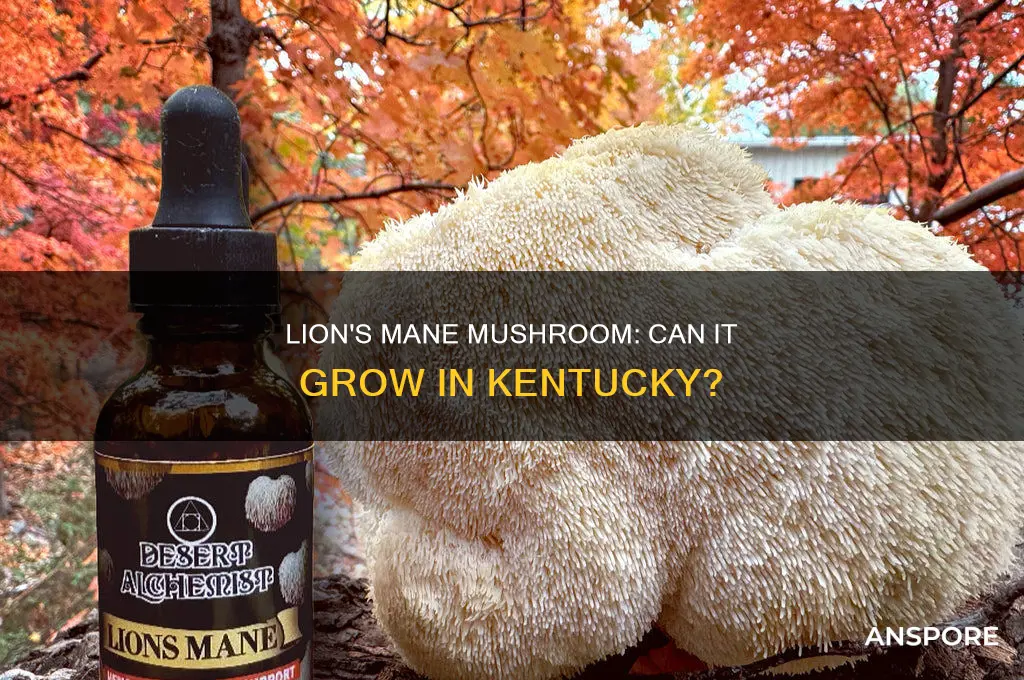does lions mane mushroom growth outside in kentucky