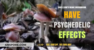 Lion's Mane Mushroom: A Psychedelic Experience or Not?
