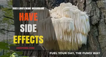 Lion's Mane Mushroom: Are There Any Side Effects?