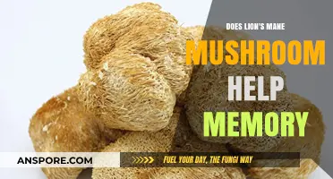 Lion's Mane Mushroom: Supercharging Your Memory