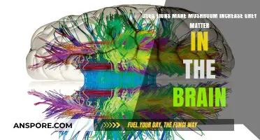 Lion's Mane Mushrooms: Brain Grey Matter Boost?