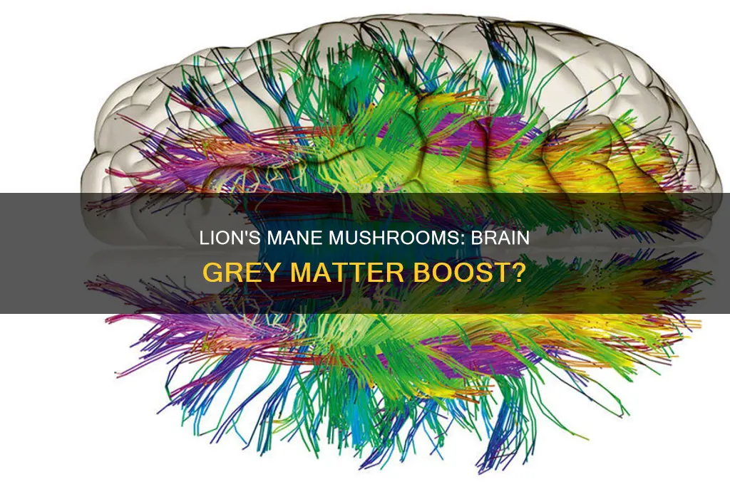 does lions mane mushroom increase grey matter in the brain
