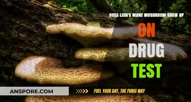 Lion's Mane Mushrooms: Will They Cause a Failed Drug Test?