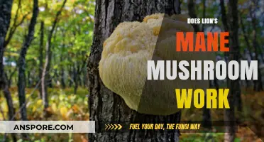 Lion's Mane Mushroom Benefits: Fact or Fiction? Exploring Its Effects