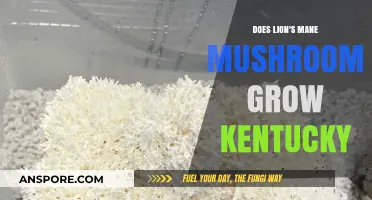 Can Lion's Mane Mushrooms Thrive in Kentucky's Climate and Soil?