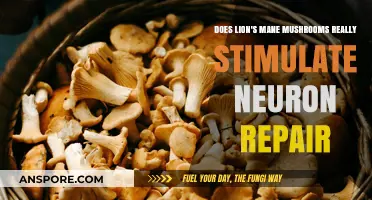 Lion's Mane Mushrooms: Neuronal Repair Superfood?