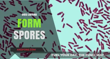 Listeria Spores: Unraveling the Truth About Their Formation and Risks