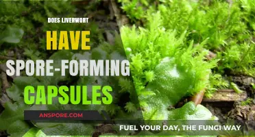 Liverwort Spore Capsules: Unveiling Their Unique Reproductive Structures