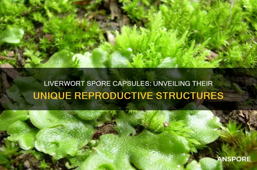 does liverwort have spore-forming capsules