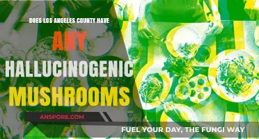 Hallucinogenic Mushrooms: Are They Legal in LA County?
