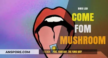 Mushrooms and LSD: What's the Real Connection?